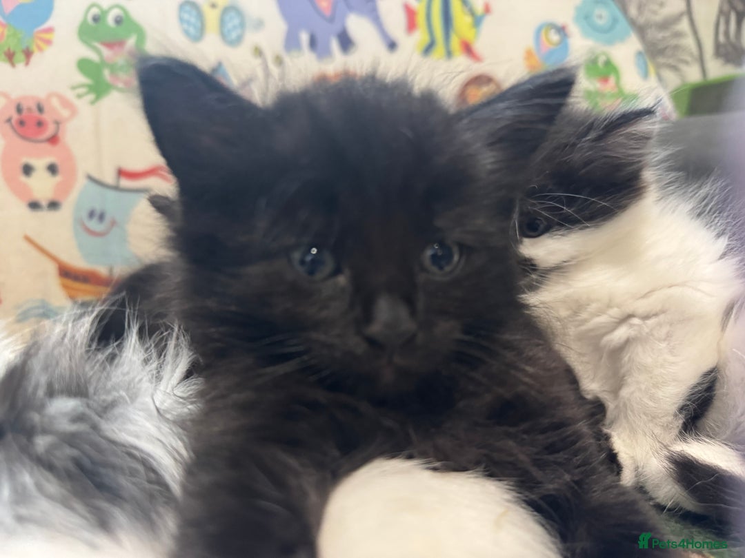 Mixed Breed cats for sale: Kittens  - Image 11