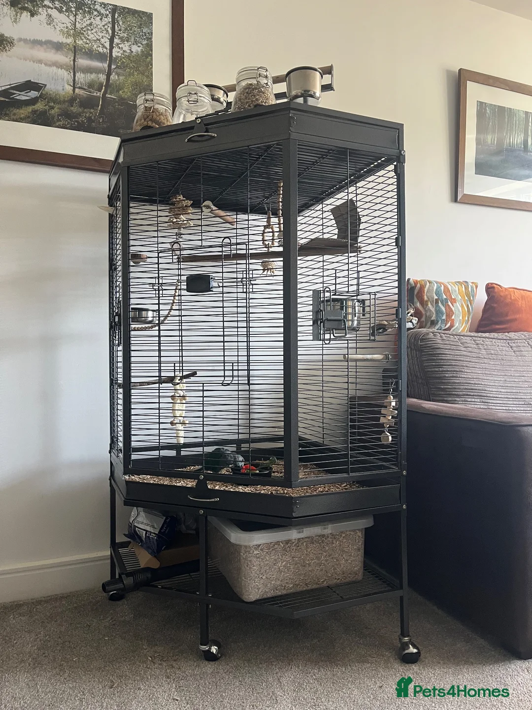 Parrots birds for sale: Kakariki in Redruth - Advert 4