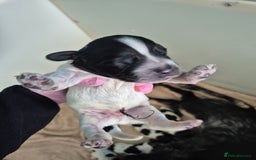 Cocker Spaniel dogs for sale: 6 beautiful Cocker puppies 🐶  - Image 9