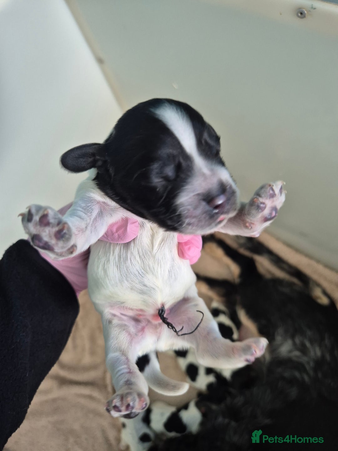 Cocker Spaniel dogs for sale: 6 beautiful Cocker puppies 🐶  - Image 9