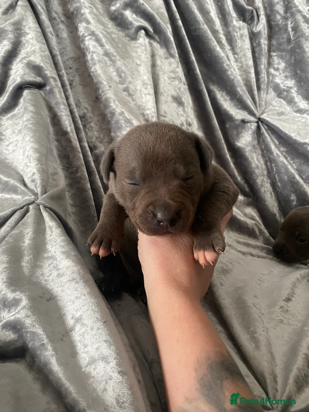 Staffordshire Bull Terrier dogs for sale: Blue pedigree staffordshire - Advert 2