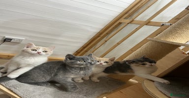 British Shorthair cats - Advert 9