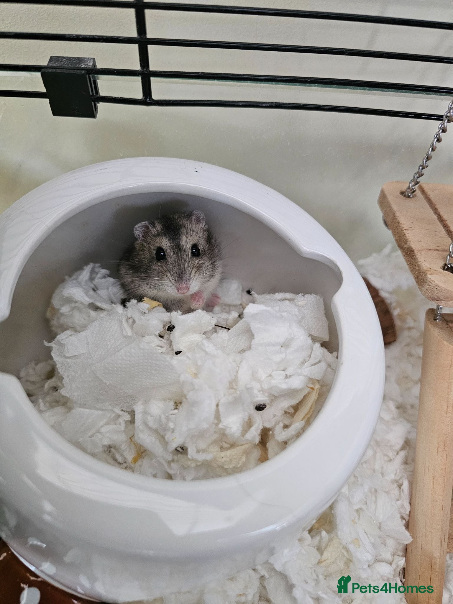 Hamster rodents Dwarf Hamster with everything included - Advert 3