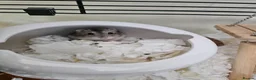 Hamster rodents for sale: Dwarf Hamster with everything included - Advert 1