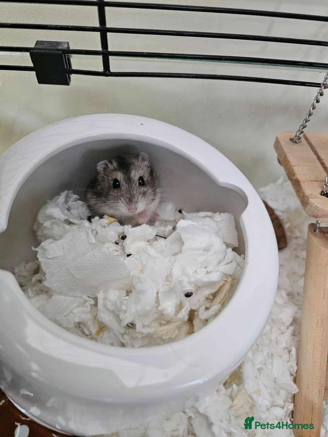 Hamster rodents for sale: Dwarf Hamster with everything included - Advert 1