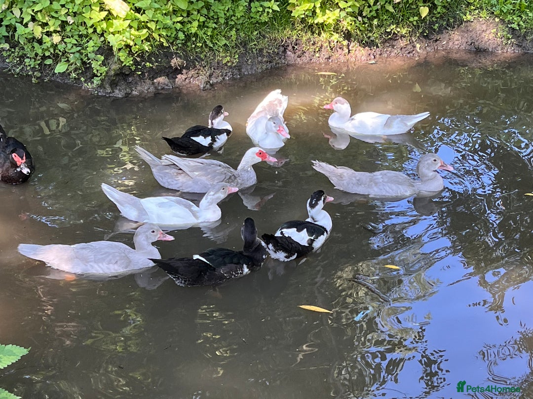 Ducks poultry for sale: Muscovy ducklings  - Image 3