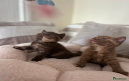 British Shorthair cats for sale: GCCF Active Lilac British Shorthair - Image 4