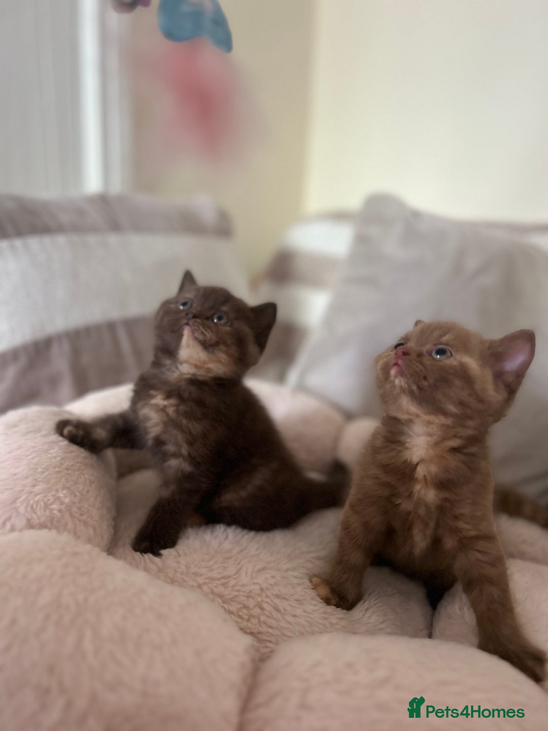 British Shorthair cats for sale: GCCF Active Lilac British Shorthair - Image 4