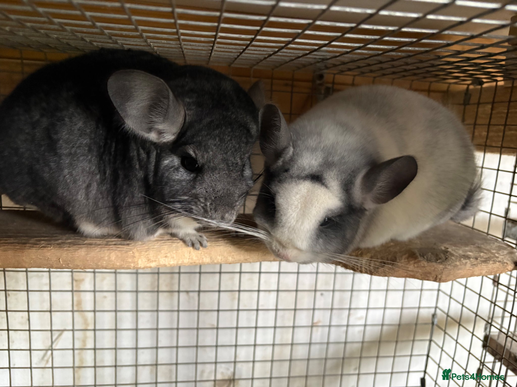 Chinchilla rodents Pair of chinchillas - Advert 1
