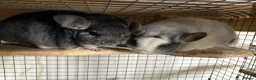 Chinchilla rodents for sale: Pair of chinchillas - Advert 1