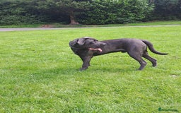 Cane Corso dogs for sale: Cane Corso looking for his new home. - Image 2