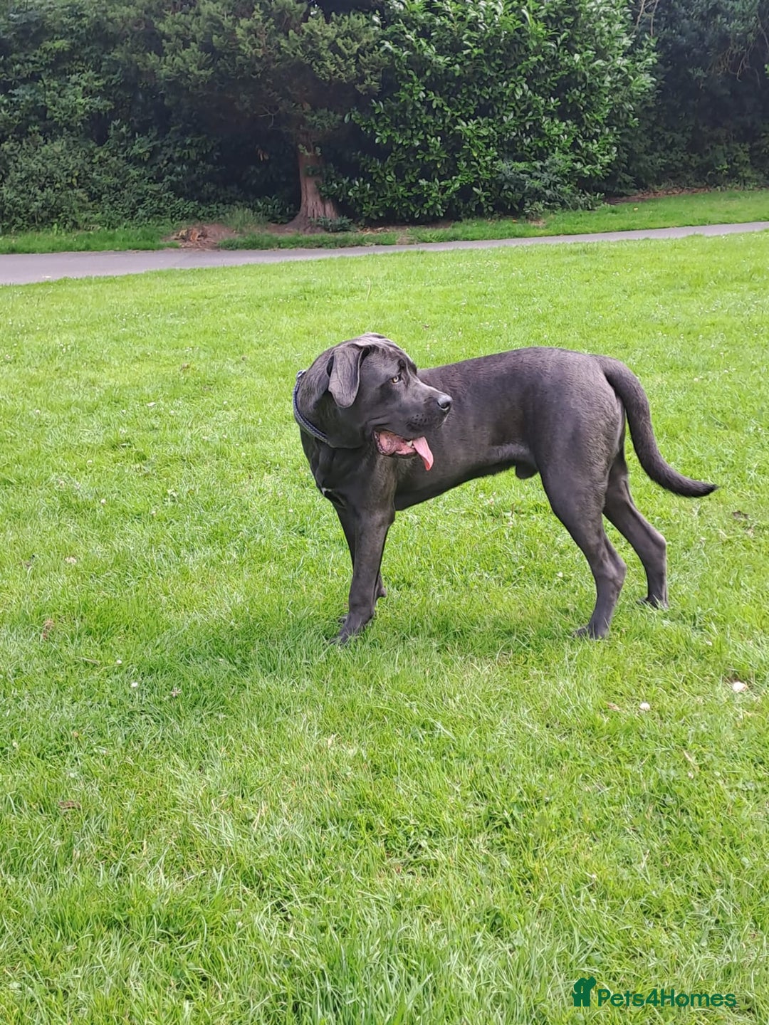 Cane Corso dogs for sale: Cane Corso looking for his new home. - Image 2