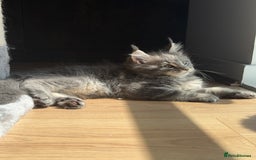 Maine Coon cats for sale: Maine Coon Kittens for sale - Image 2