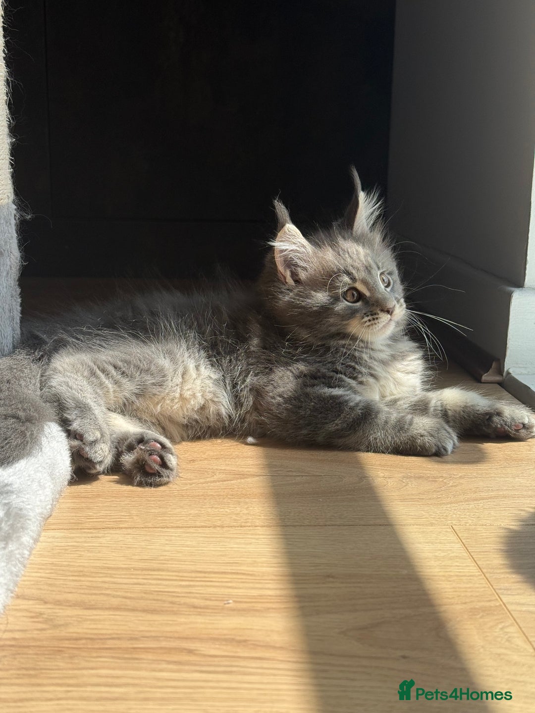 Maine Coon cats for sale: Maine Coon Kittens for sale - Image 2