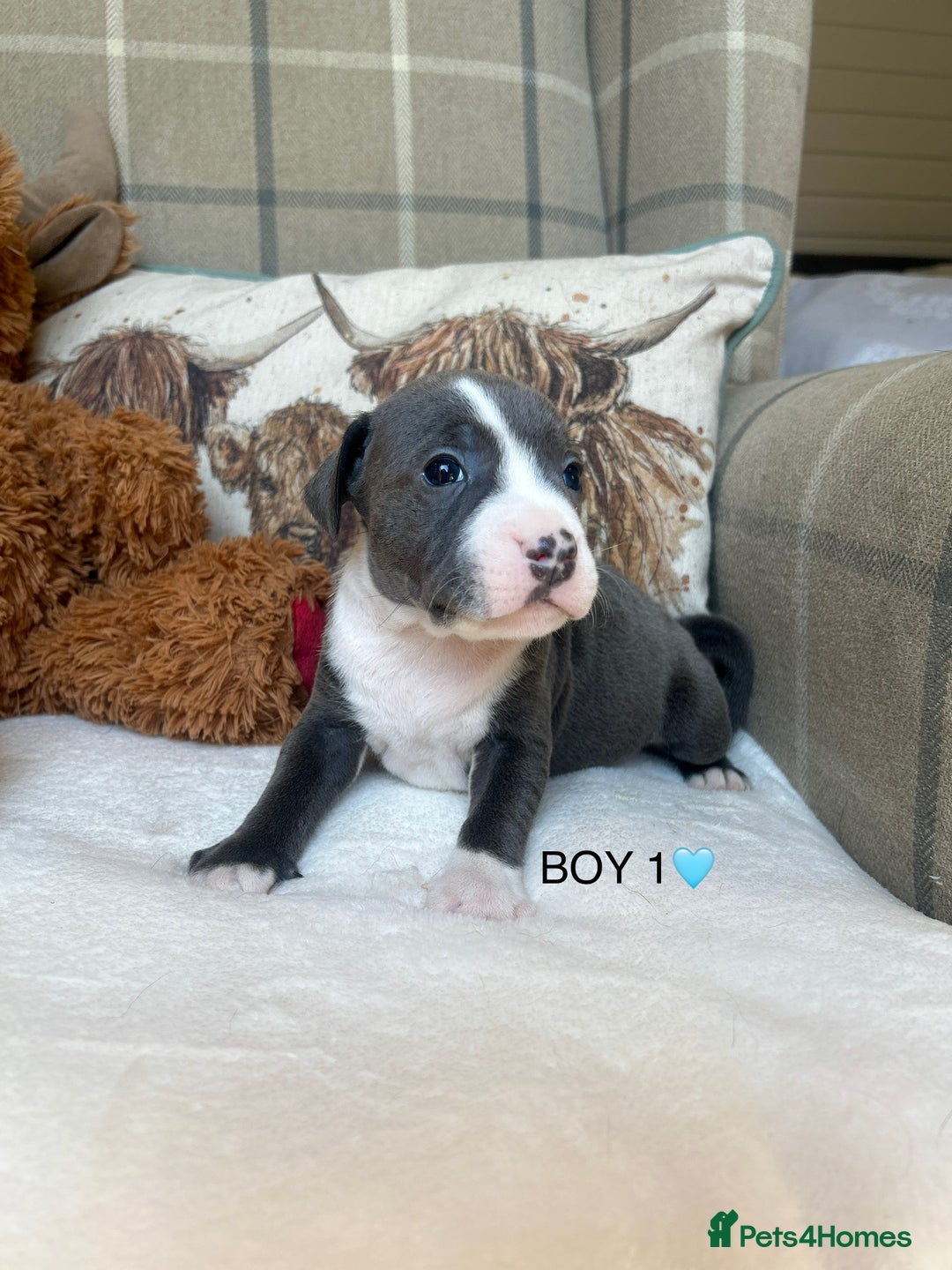 Staffordshire Bull Terrier dogs for sale: STAFFORDSHIRE BULL TERRIERS💚 - Image 5
