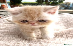 Exotic cats for sale: Exotic pedigree kittens  - Image 9