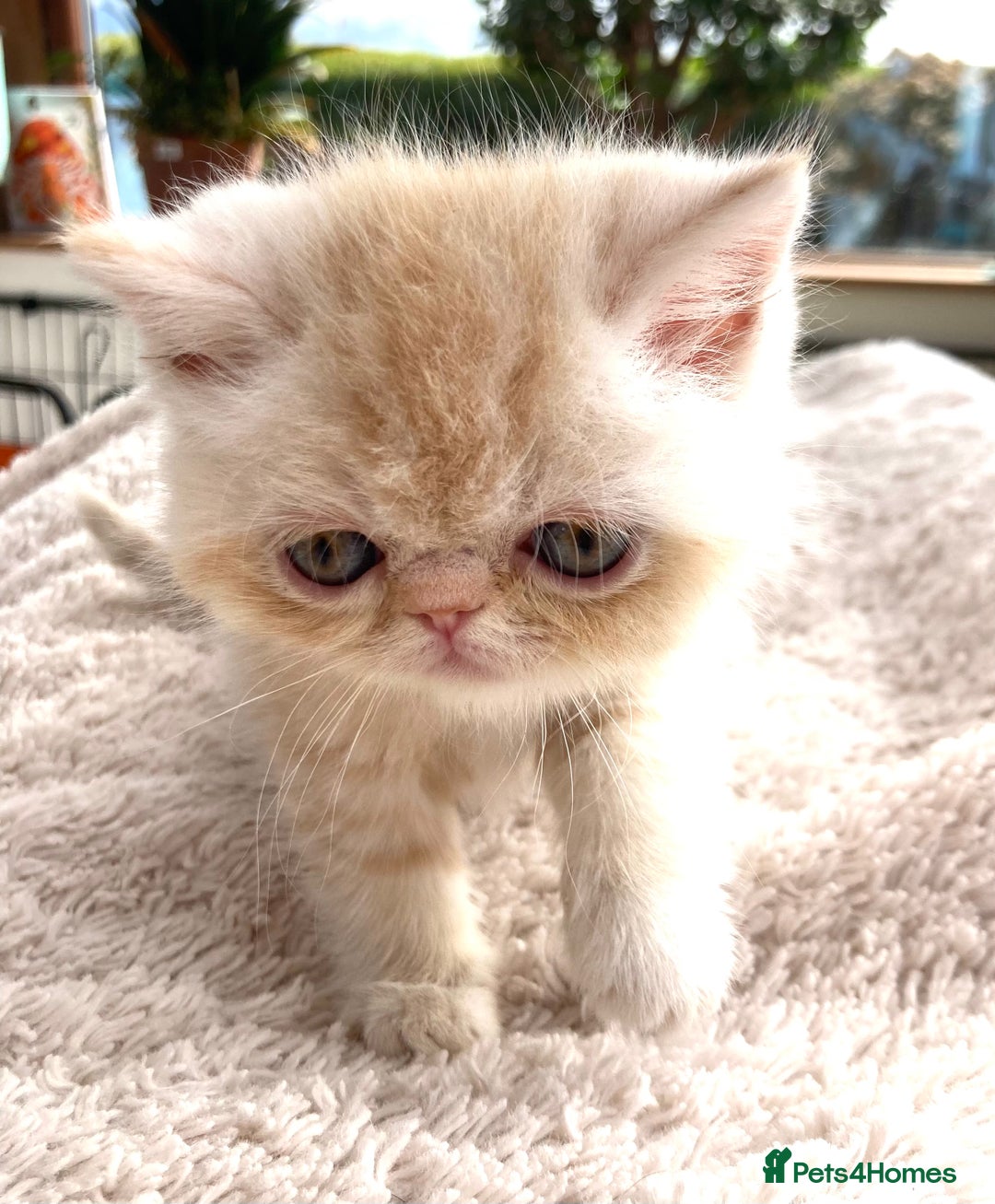 Exotic cats for sale: Exotic pedigree kittens  - Image 9