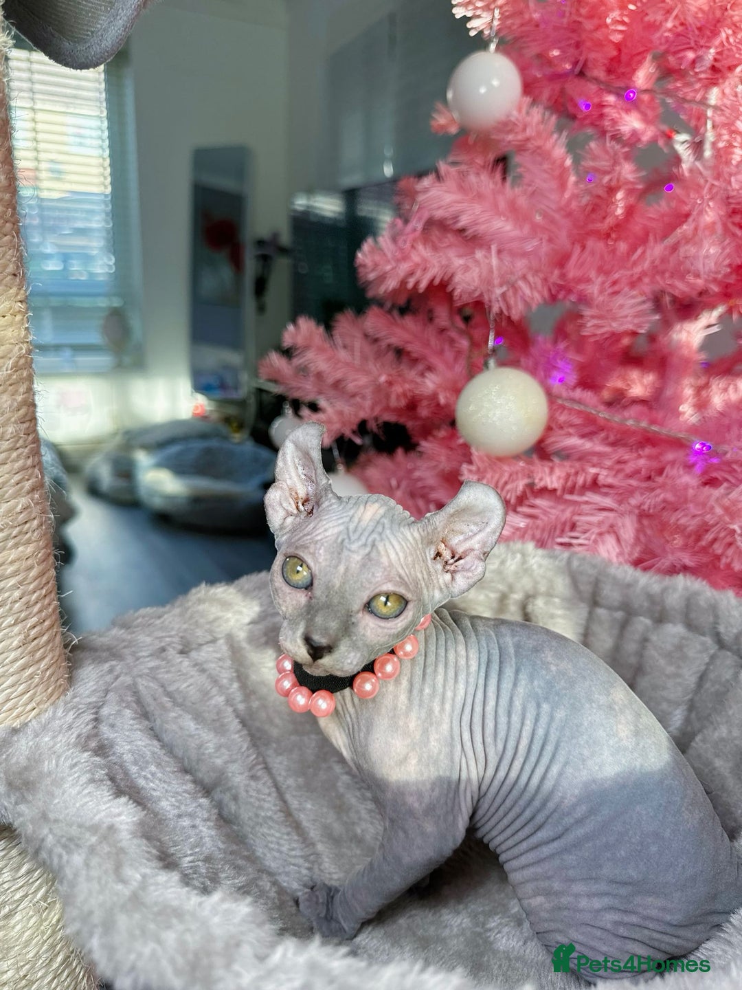 Sphynx cats for sale: 🌟 Stunning Sphynx & Elf Kittens  - Advert 16