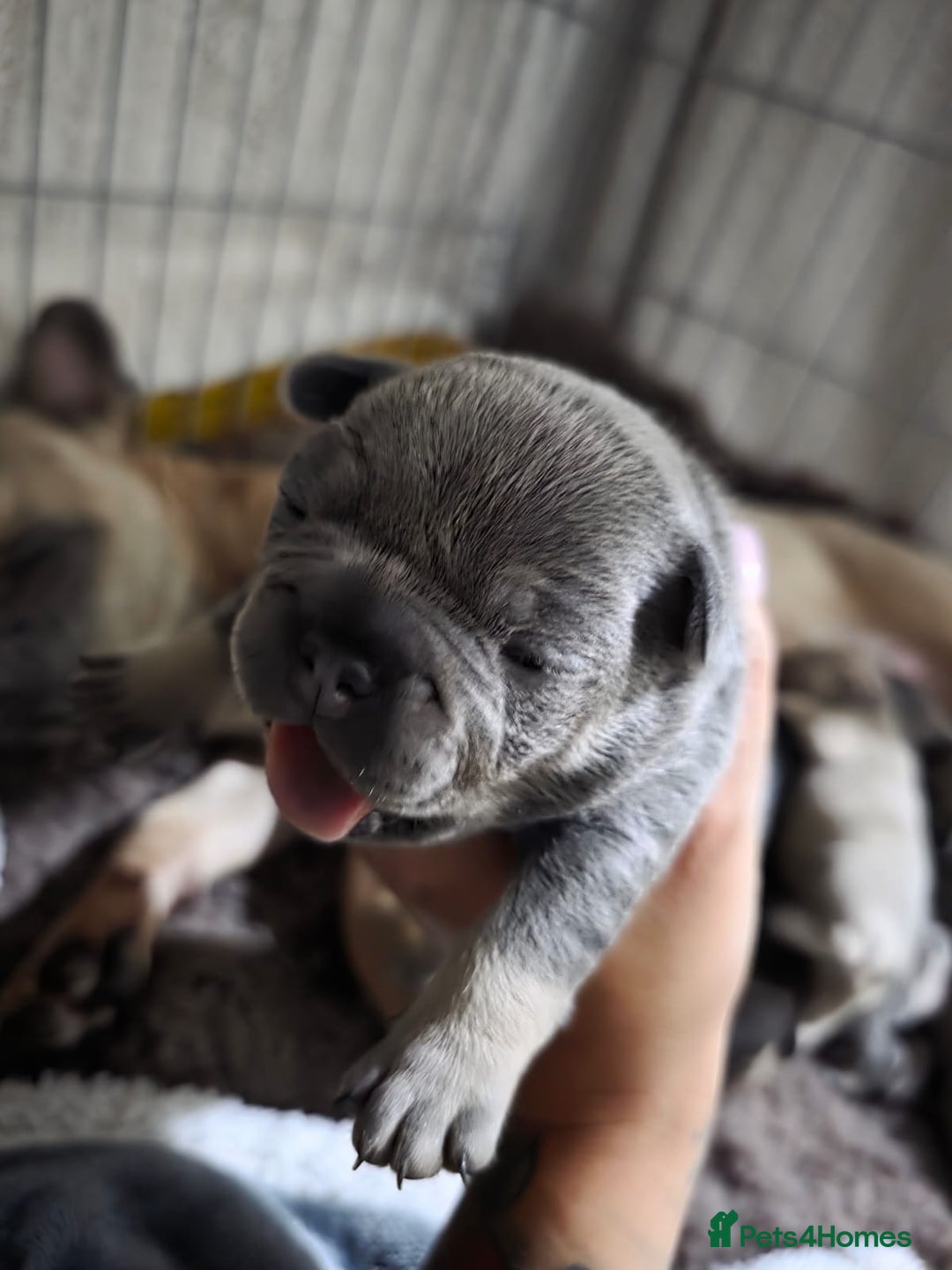 French Bulldog dogs for sale: French dog for sale  - Image 13