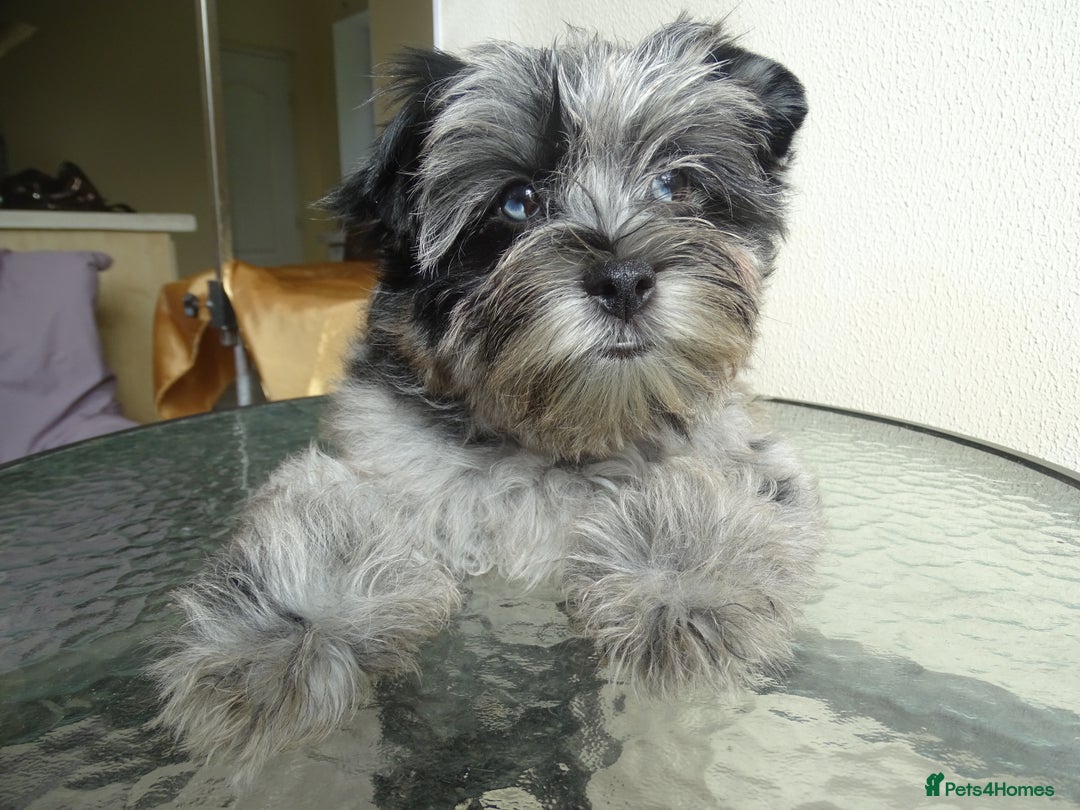 Yorkshire Terrier dogs for sale: Rare Colourful Pedigree Yorkies Certified Breeder - Image 25
