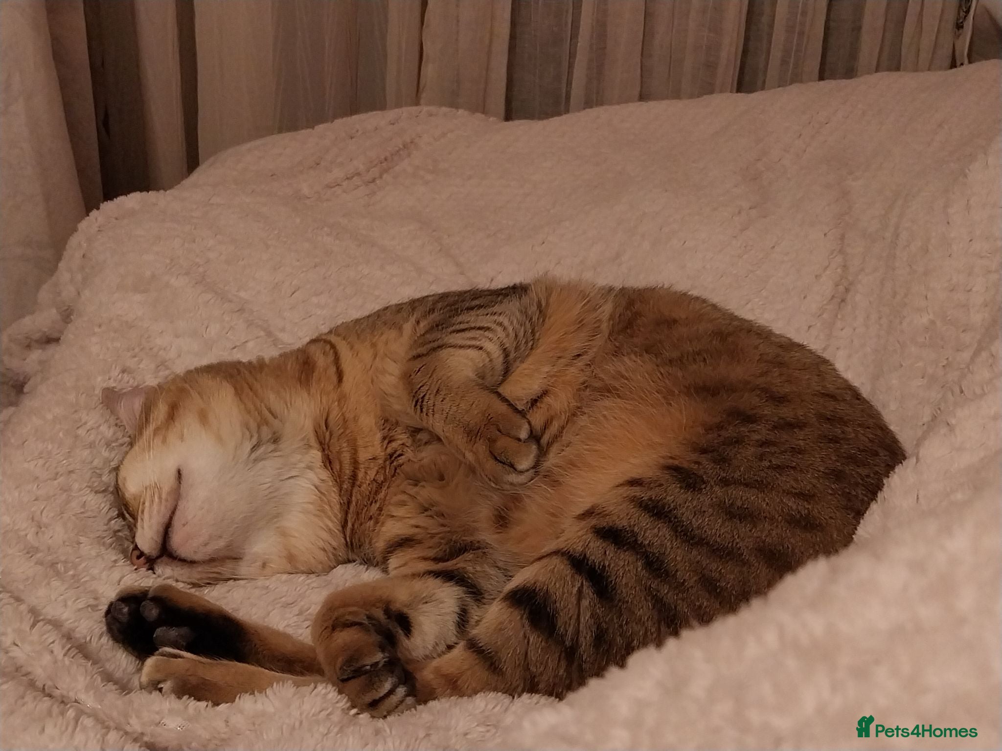 Savannah cats Archie - Advert 23