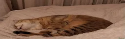 Savannah cats for sale: Archie - Advert 3