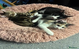 American Shorthair cats for sale: Kittens for sale - Image 4