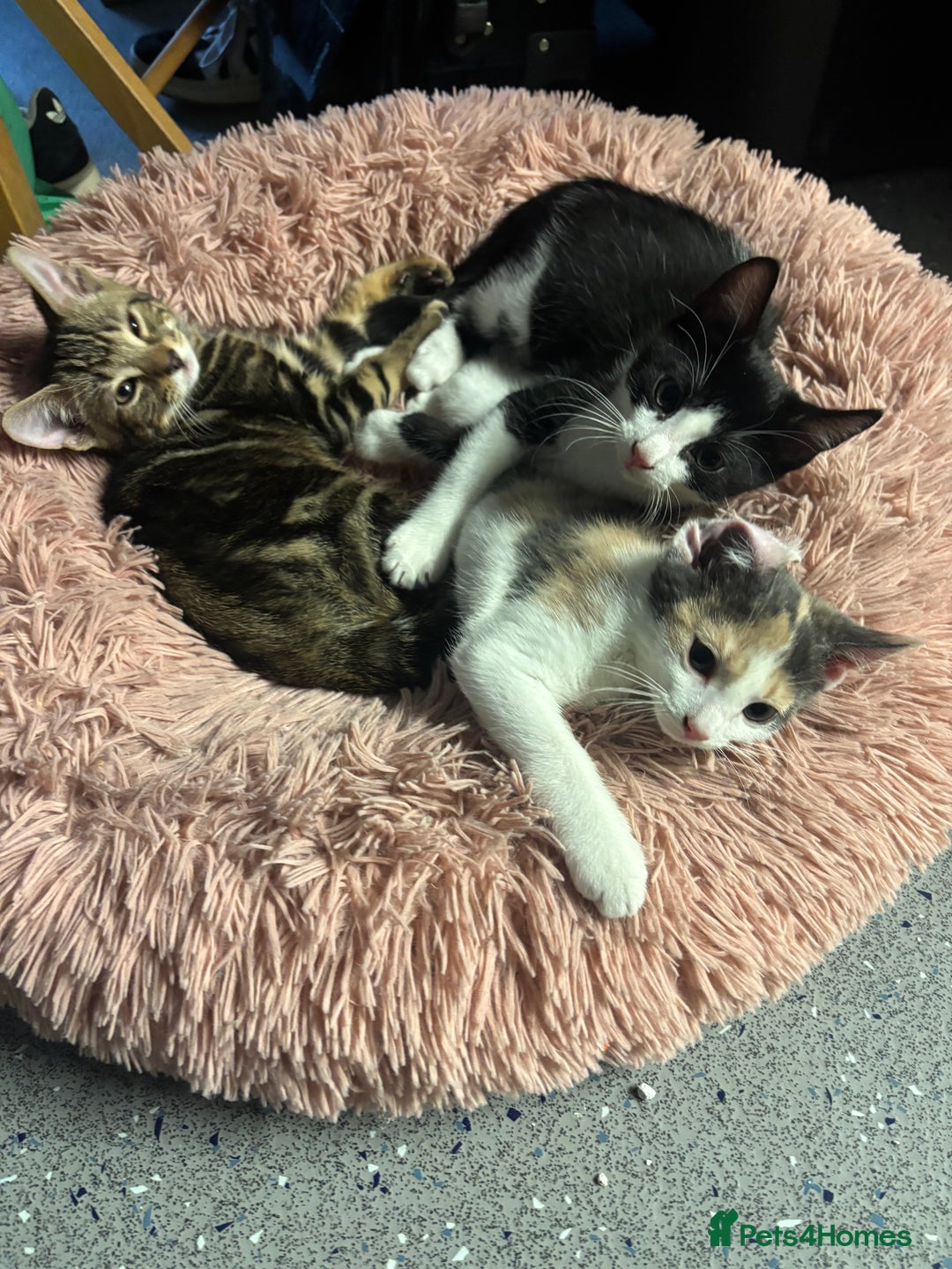 American Shorthair cats for sale: Kittens for sale - Image 4