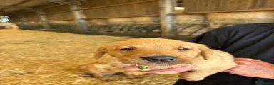 Labrador Retriever 10
