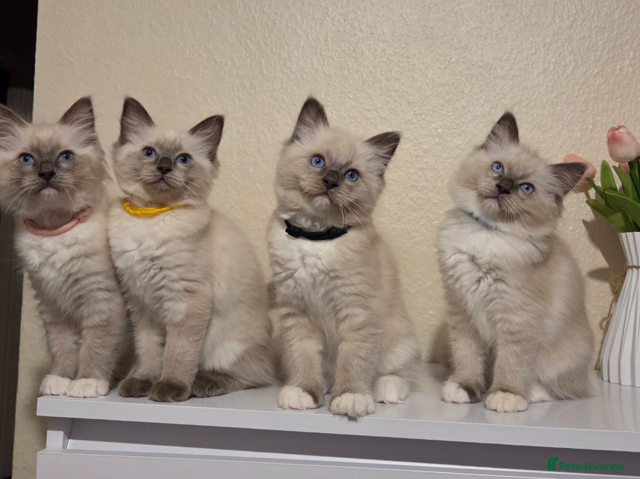 Ragdoll cats Pure Ragdoll Kittens Ready ! - Advert 2