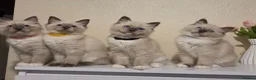 Ragdoll cats for sale: 🐾 Ragdoll Kittens Ready now !  - Advert 2