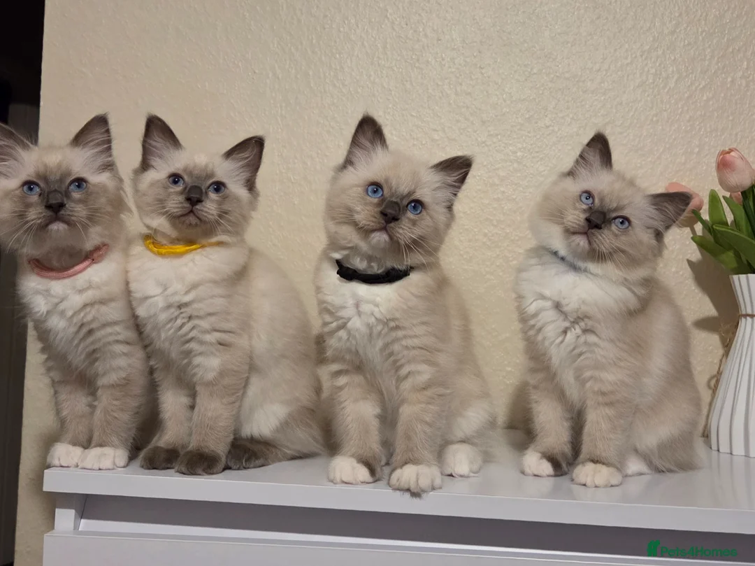 Ragdoll cats for sale: 🐾 Ragdoll Kittens Ready now !  - Advert 2
