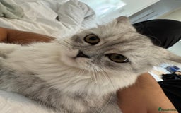 Persian cats for sale: Fluffy kitten white& silver coat girl chinchilla - Image 4