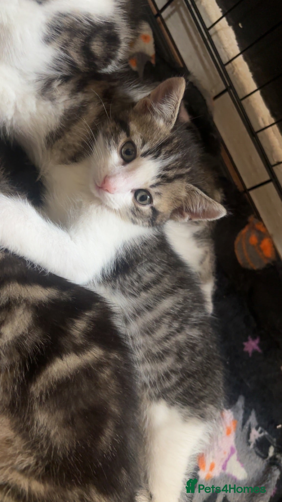 Domestic Shorthair cats Last male Kitten left - Advert 3