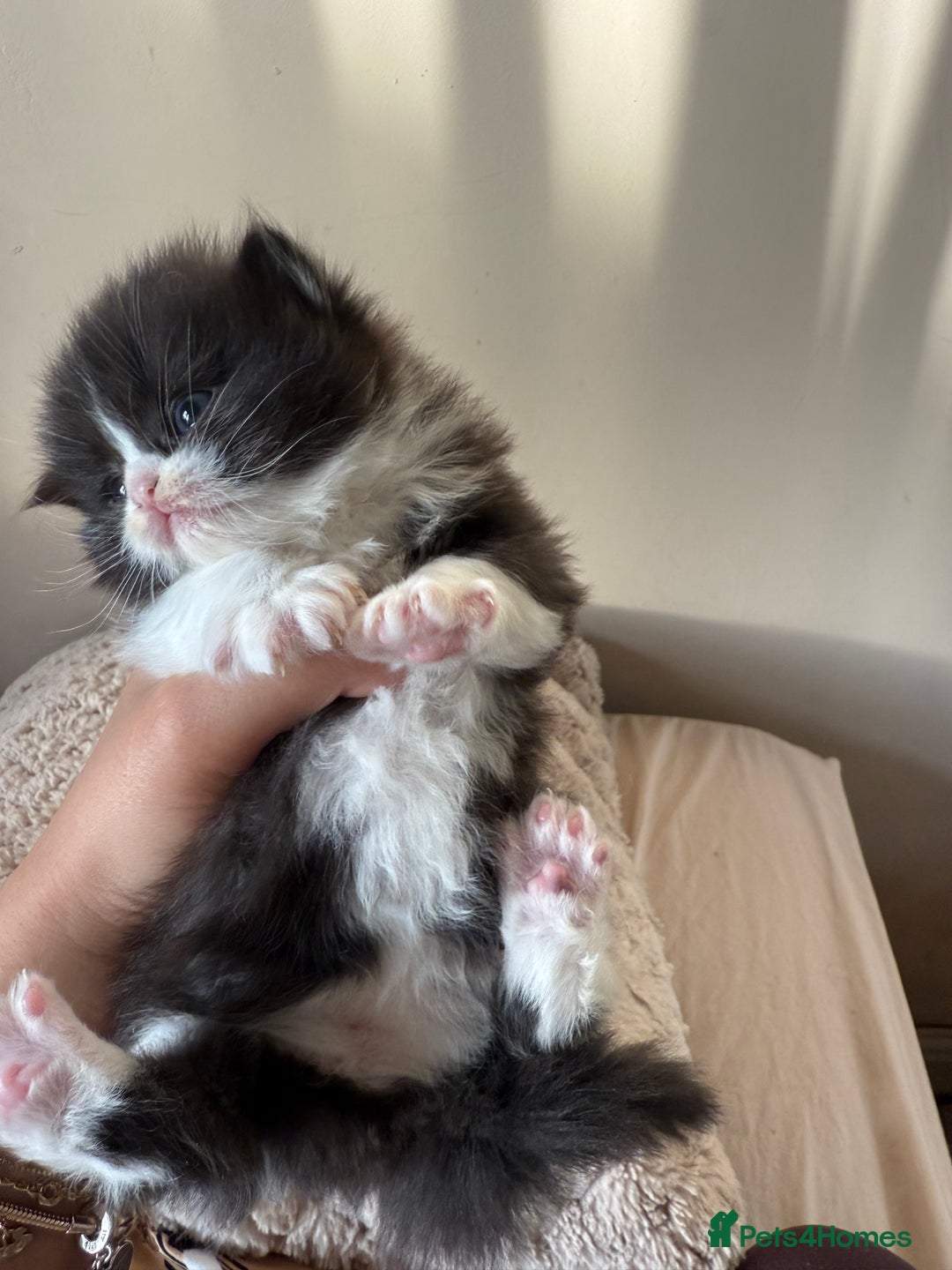 Persian cats for sale: Gorgeous Persian Kittens  - Advert 6