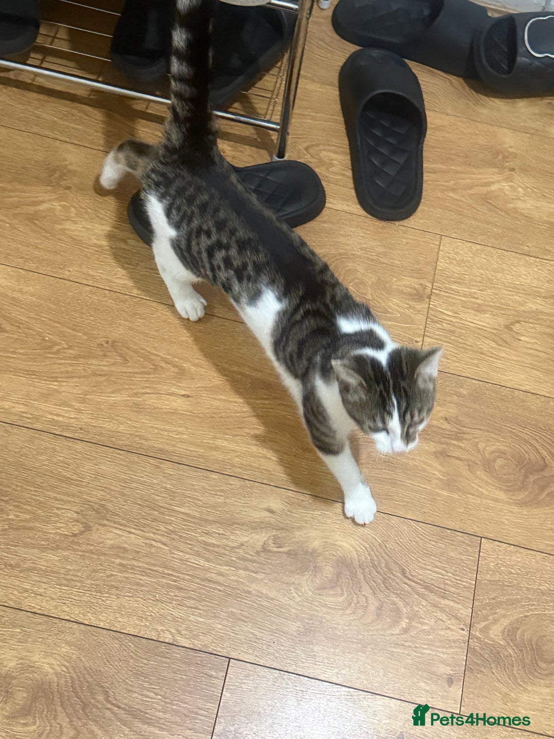 Asian cats for sale: blues  - Advert 1