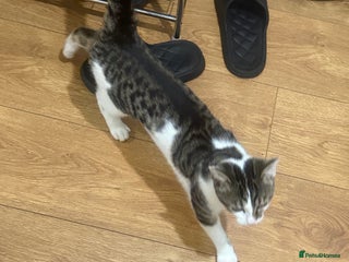 Asian cats blues - Advert 9