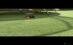 American Bully dogs for sale: American pocket bully - Image 5
