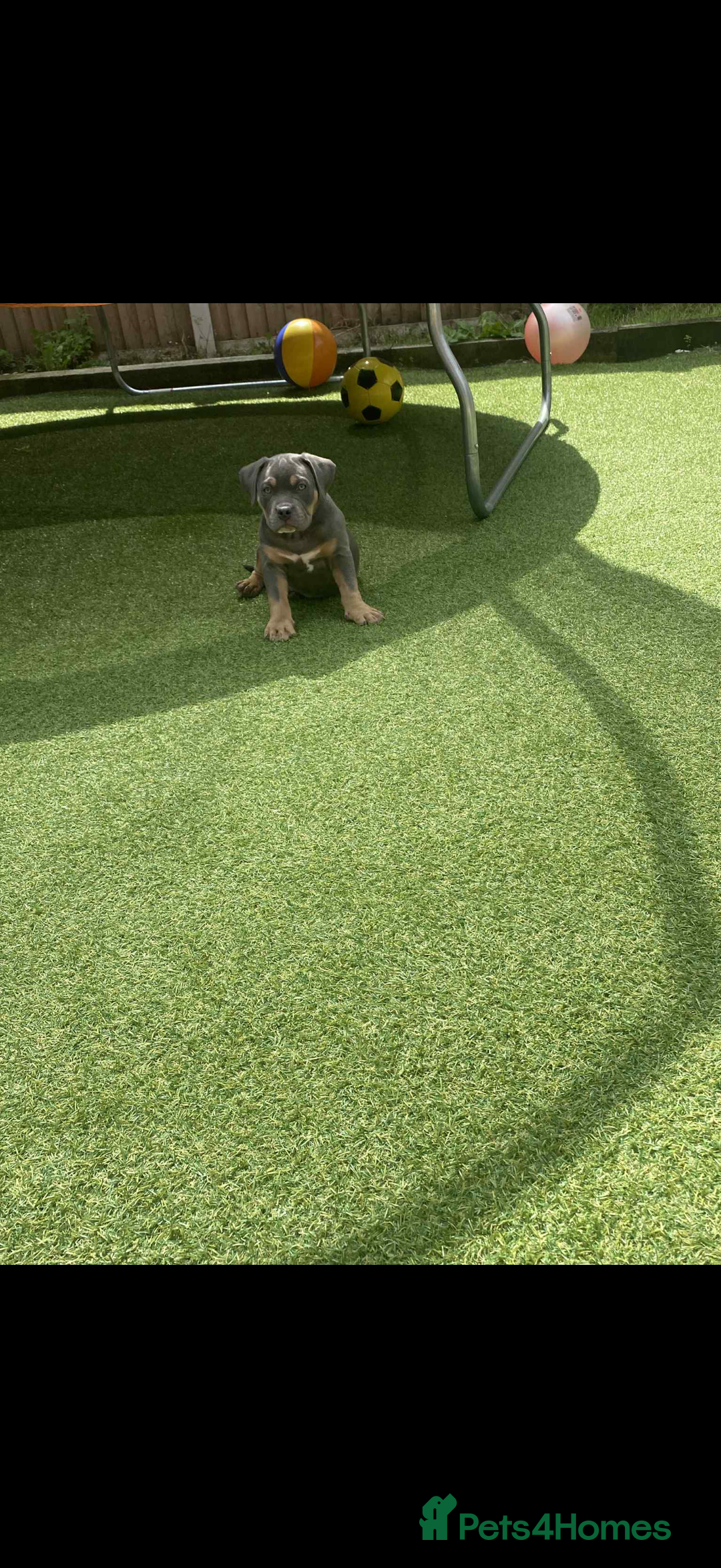 American Bully dogs for sale: American pocket bully - Image 5
