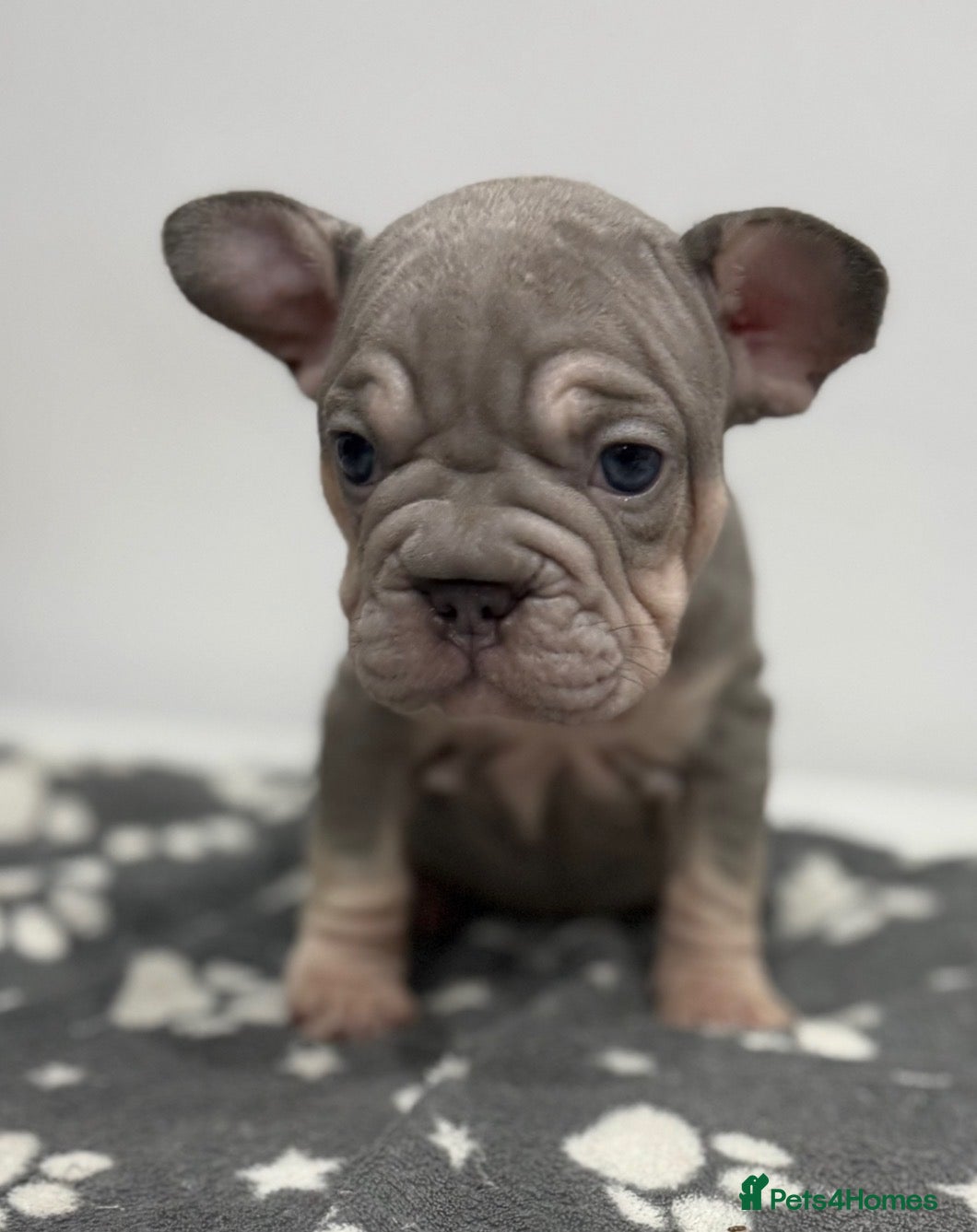 French Bulldog dogs 🖤 7 French BullDog Puppy’s 🖤 - Advert 1