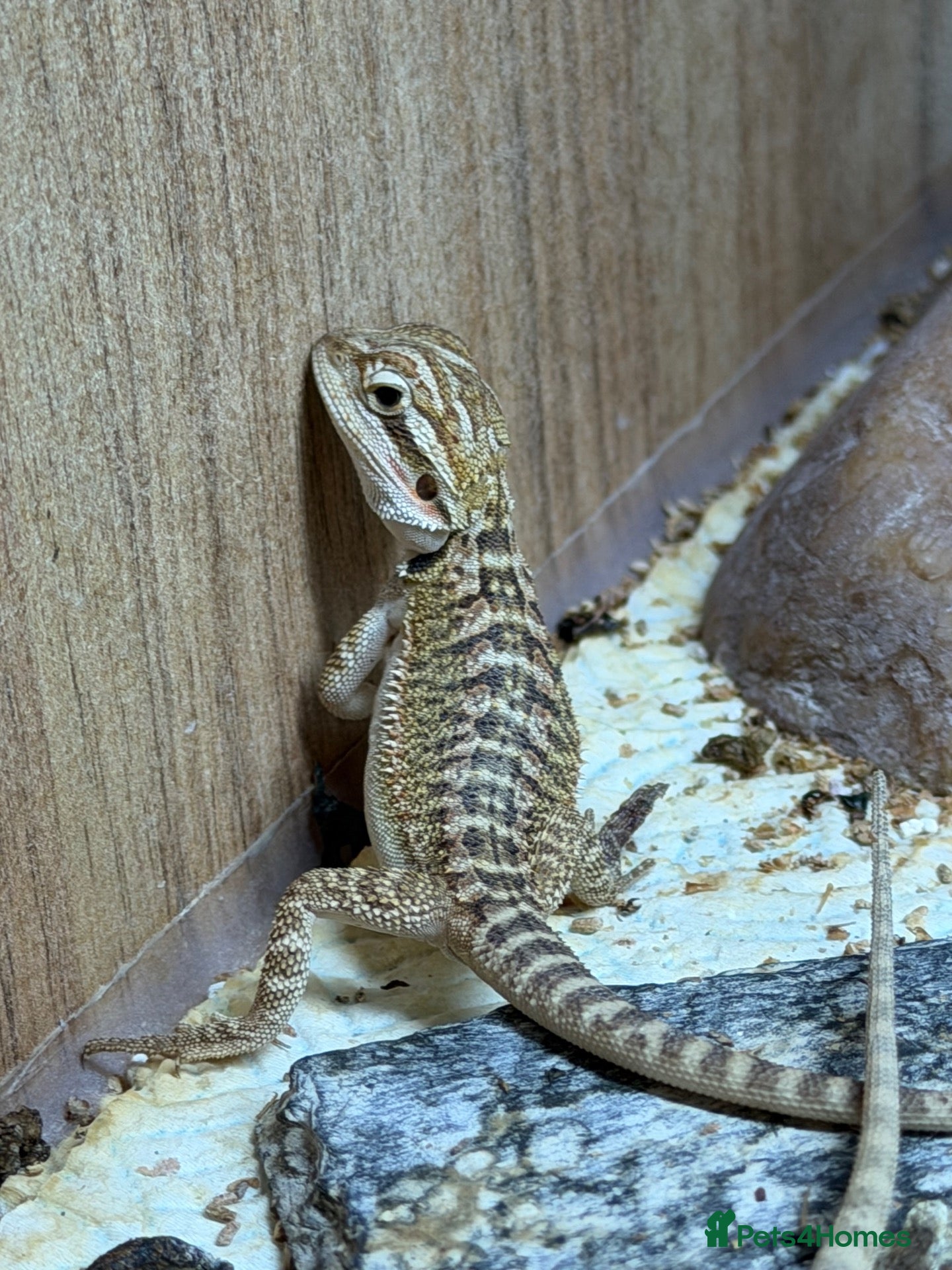 Bearded Dragon reptiles for sale: Baby bearded dragons  - Advert 15