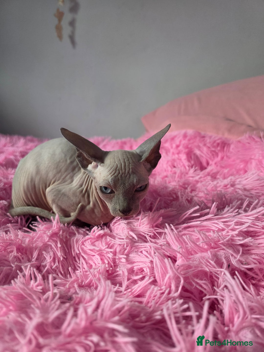 Sphynx cats for sale: 2 male sphynx cats - Image 6