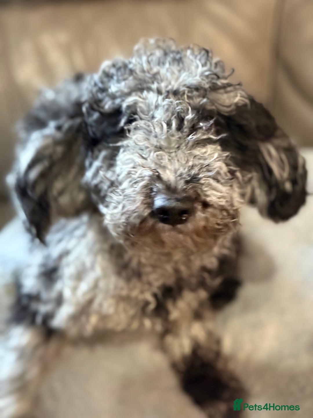 Cockapoo dogs for sale: STUNNING TOP-QUALITY COCKAPOO PUPPIES RARE COLOURS - Advert 4