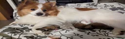 Pomeranian dogs for sale: Beautiful Pomeranian Puppies Ready Now in Nottingham - Advert 1