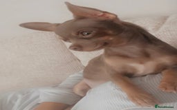 Chihuahua dogs for sale: Female neutered chihuahua  - Image 2