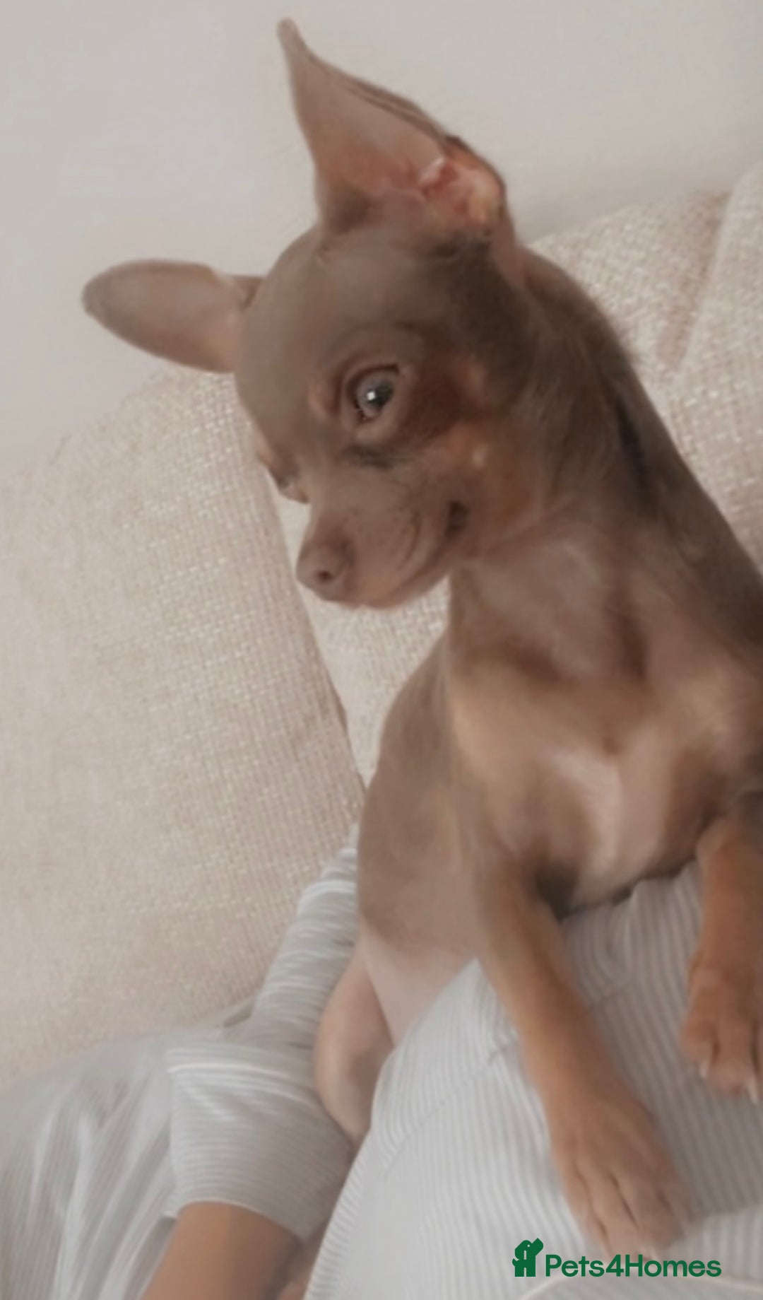 Chihuahua dogs for sale: Female neutered chihuahua  - Image 2