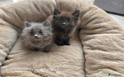 British Shorthair cats for sale: Adorable kittens bsh - Image 2