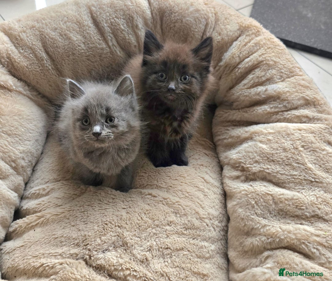 British Shorthair cats for sale: Adorable kittens bsh - Image 2