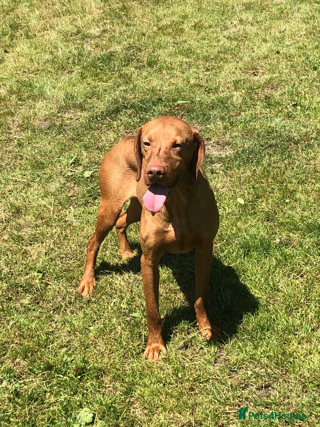 Hungarian Vizsla dogs for sale: Hungarian Vizska - Image 2