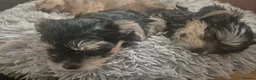 Yorkshire Terrier dogs for sale: Yorkshire Terrier 3 BEAUTIFUL GIRLS AVAILABLE 🐾💗 - Advert 7